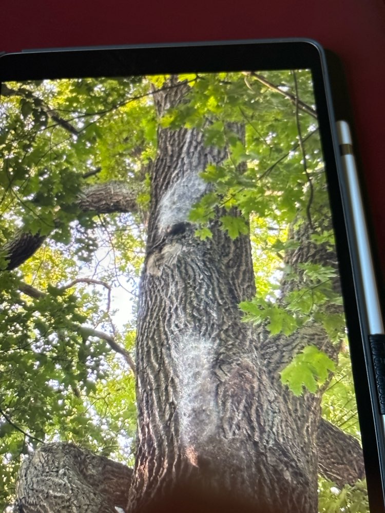 Giftköder-Eichenprozessionsspinner-Profilbild