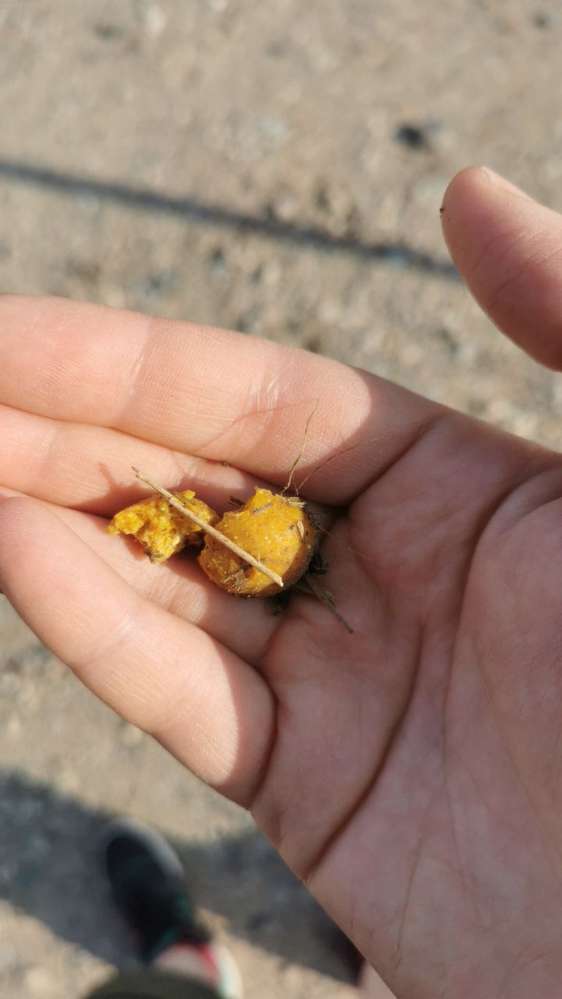 Giftköder-Fischköder, Brot, Frikadellen-Profilbild