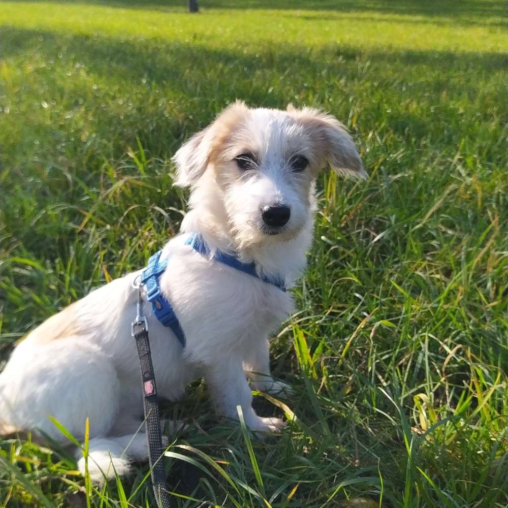 Hundetreffen-Gassirunde in Göppingen-Profilbild