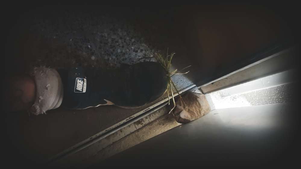 Hundetreffen-😋🐶∴Քгεε_ɢгεεภ_Ъεгℓ¡ภ∴🐶🤪-Profilbild