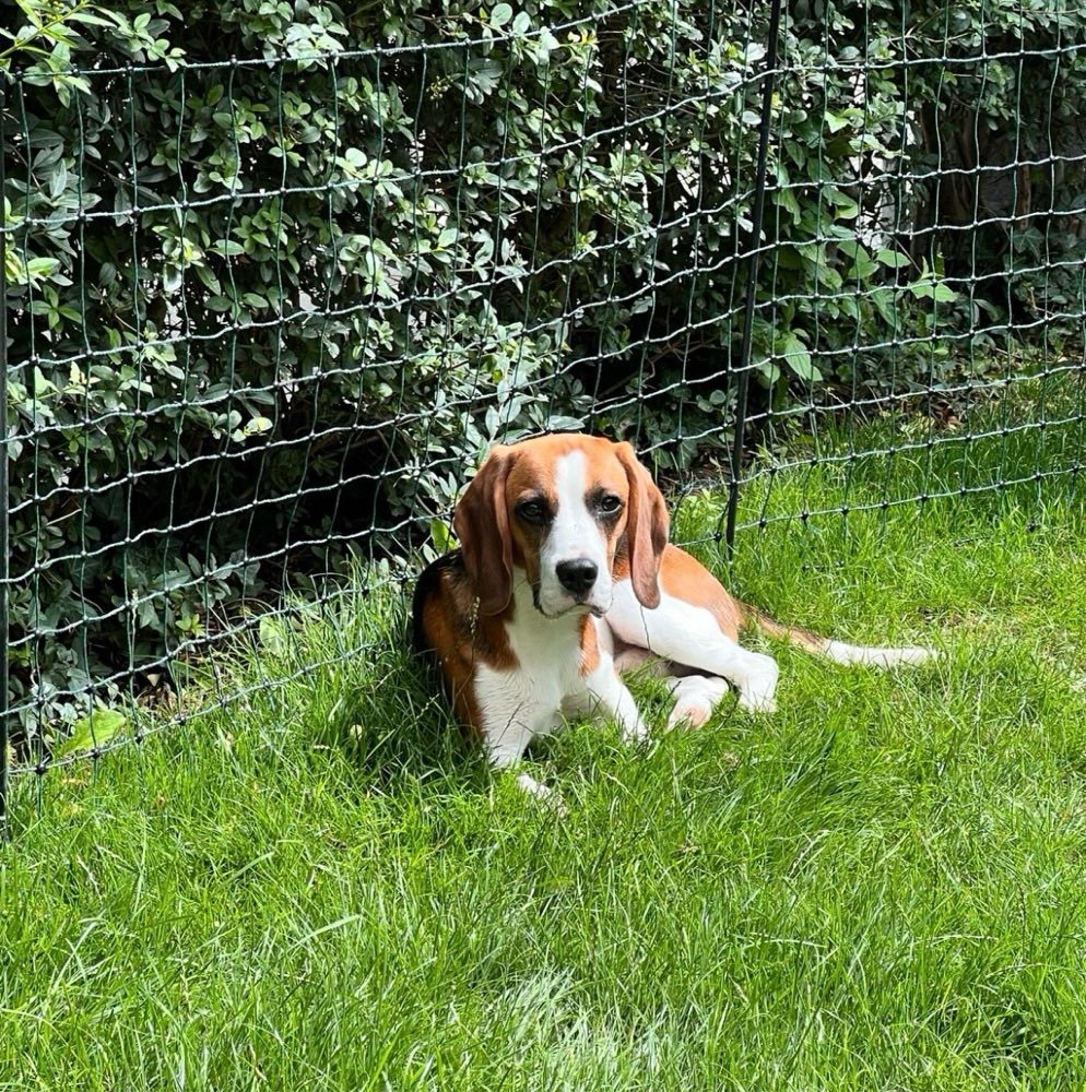 Hundetreffen-Zum spielen treffen-Profilbild