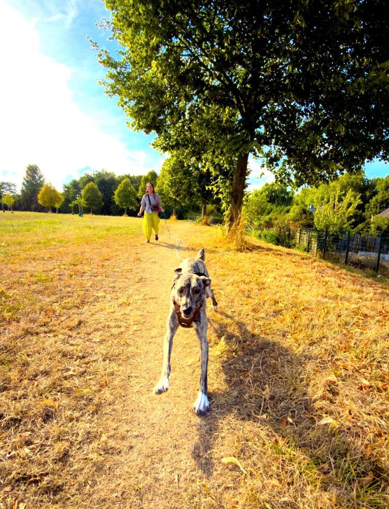 Hundetreffen-Sozialisierung-Profilbild
