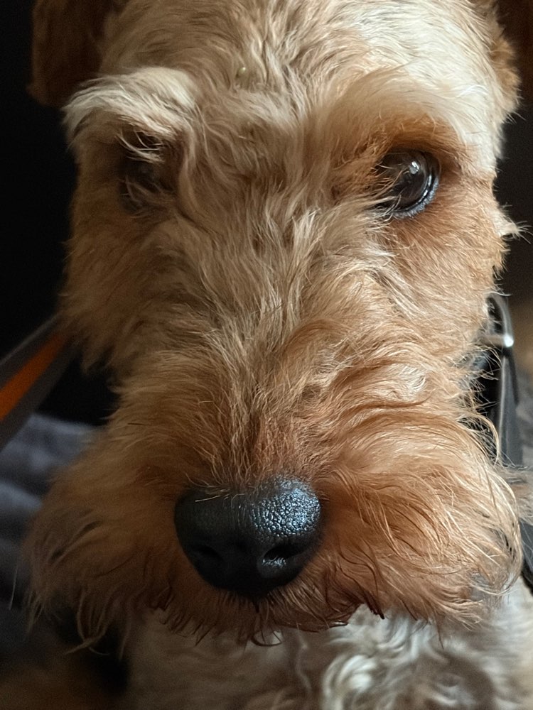Hundetreffen-Gemeinsame Ausflüge / Gassirundem-Profilbild