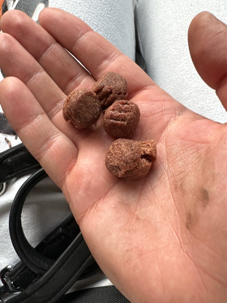 Giftköder-Leckerli Stückchen verteilt-Profilbild