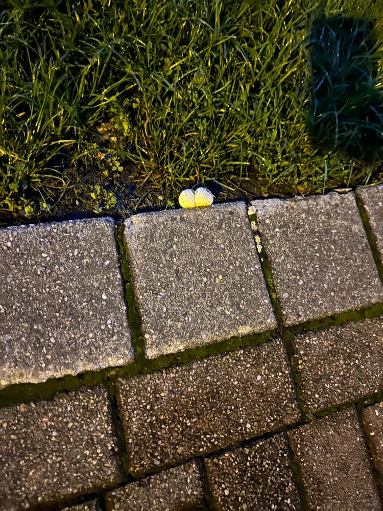 Giftköder-Giftköder-Profilbild