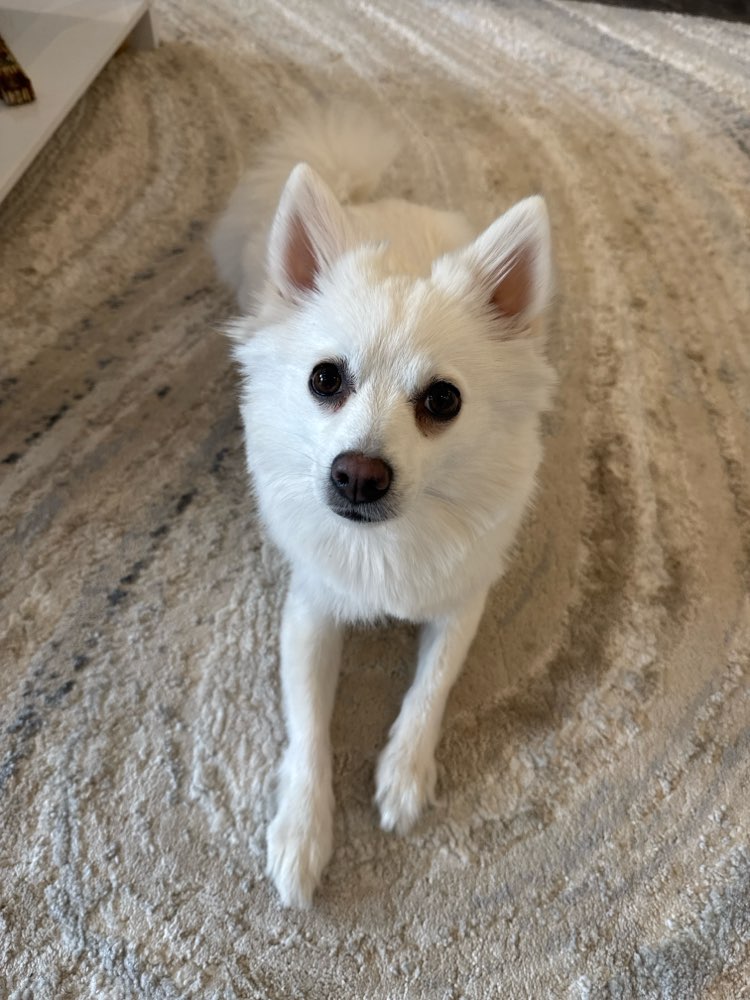 Hundetreffen-Junghund treffen in Hannover-Profilbild