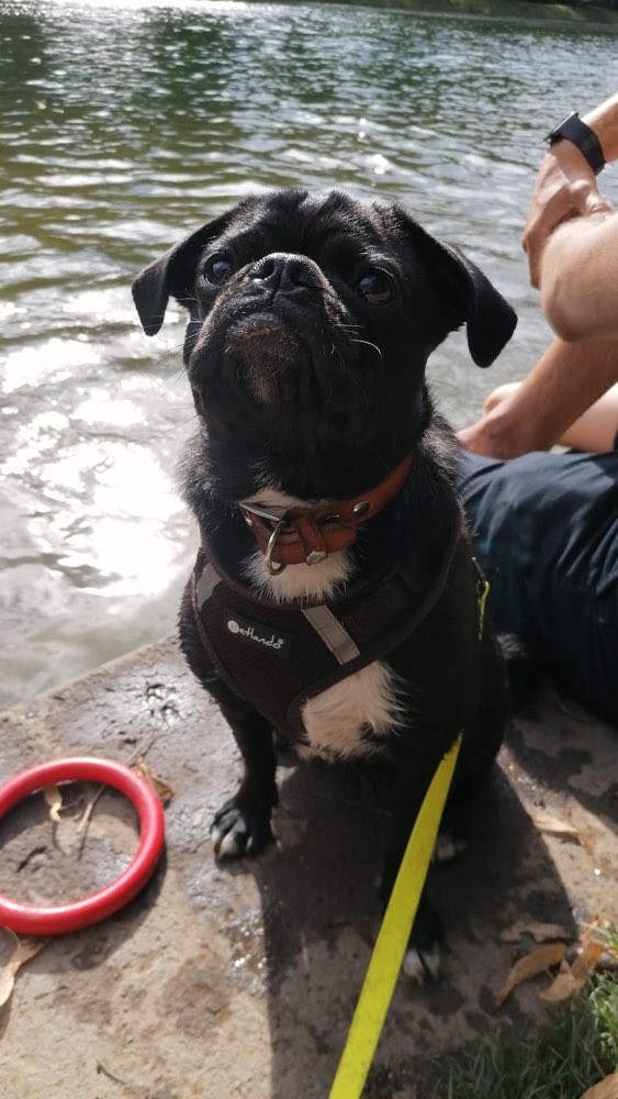 Hundetreffen-Mopstreffen-Profilbild