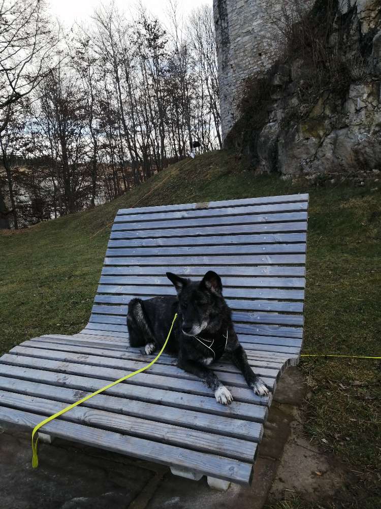 Hundetreffen-Gemeinsame Gassi Runden am Abend-Profilbild