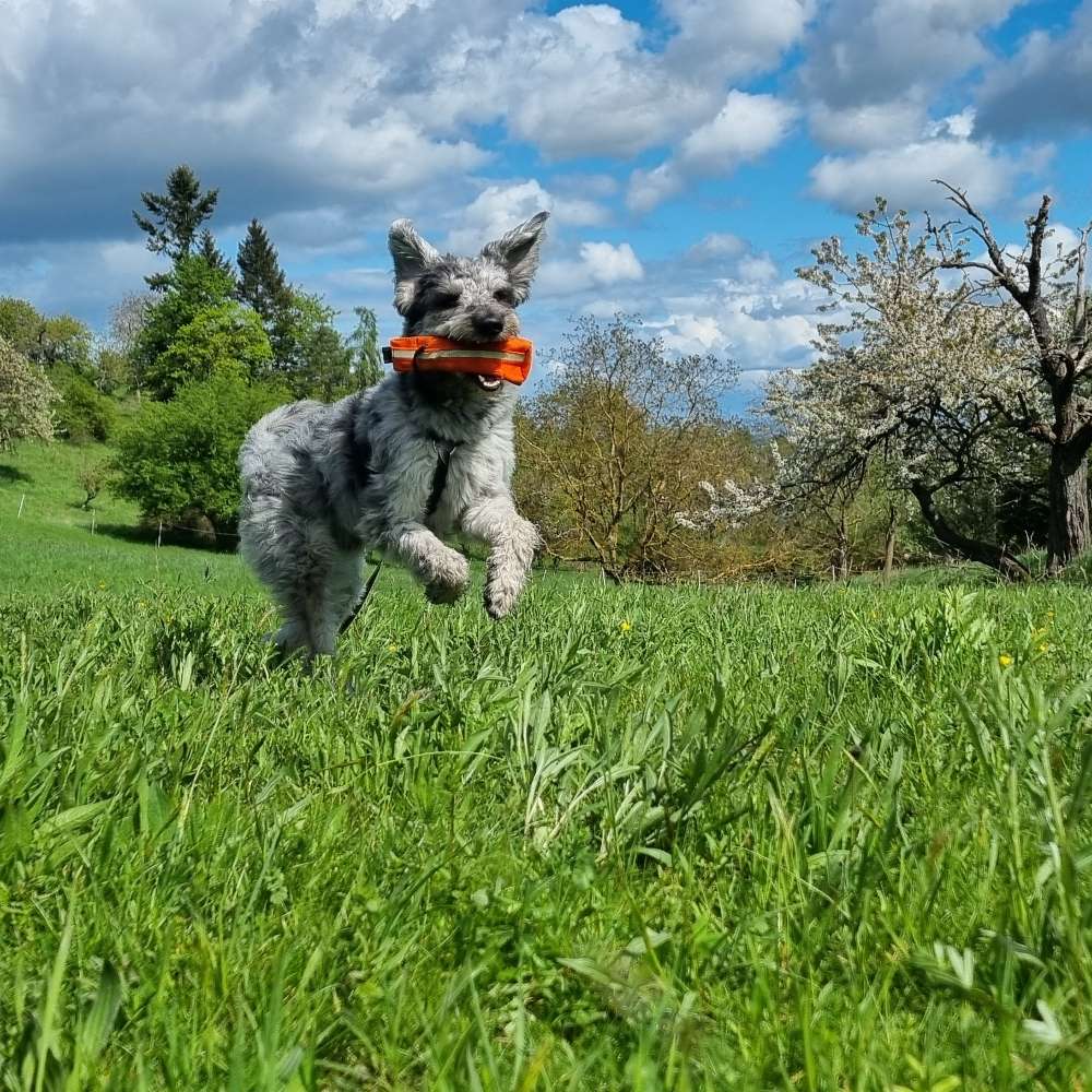 Hundetreffen-Hundetreff am Hausberg-Profilbild