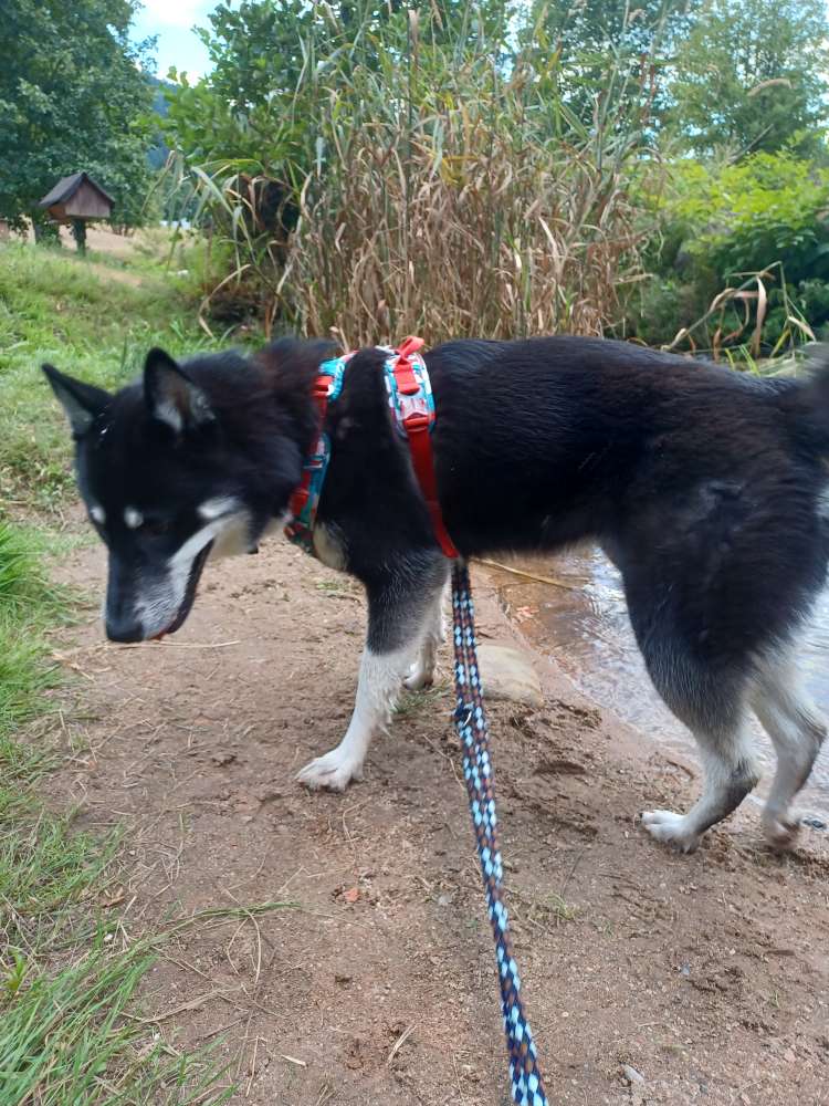 Hundetreffen-Gemeinsamer Spaziergang im Wald 🌲🐕-Profilbild