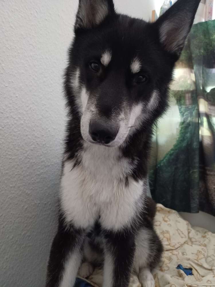 Hundetreffen-Leinenrambo Training!!! 🐕☝️😊-Profilbild