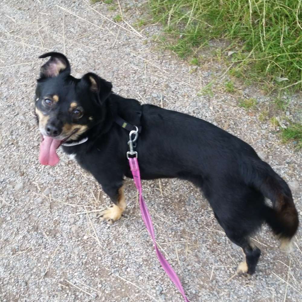 Hundetreffen-Rüde sucht Spielkameraden-Profilbild