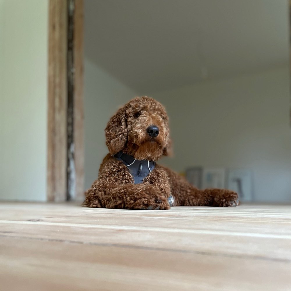 Hundetreffen-Spielrunde mit Energiebündeln-Profilbild