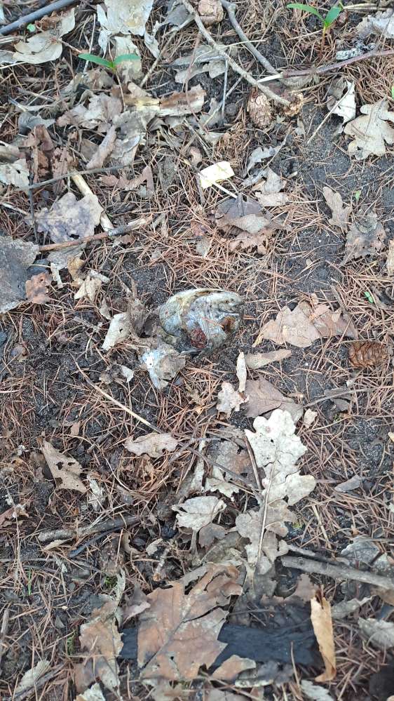 Giftköder-Großer Fischkopf im Rhener Forst-Profilbild