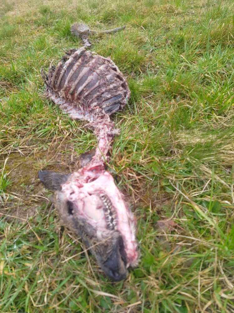 Giftköder-Rehkadaver-Profilbild