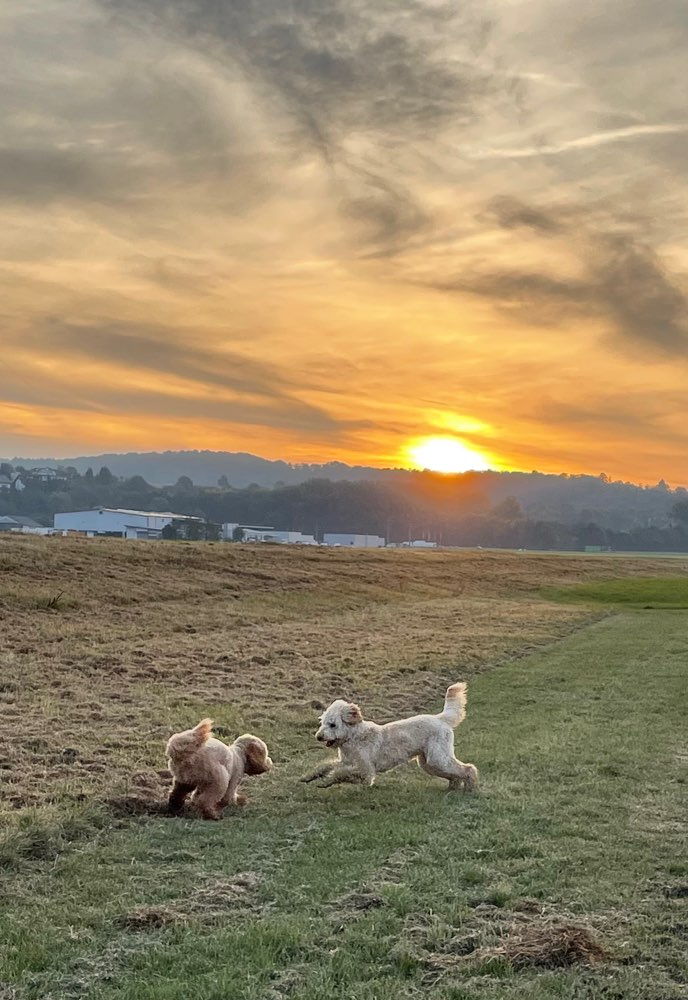 Hundetreffen-Gassirunde , Spielen..-Profilbild