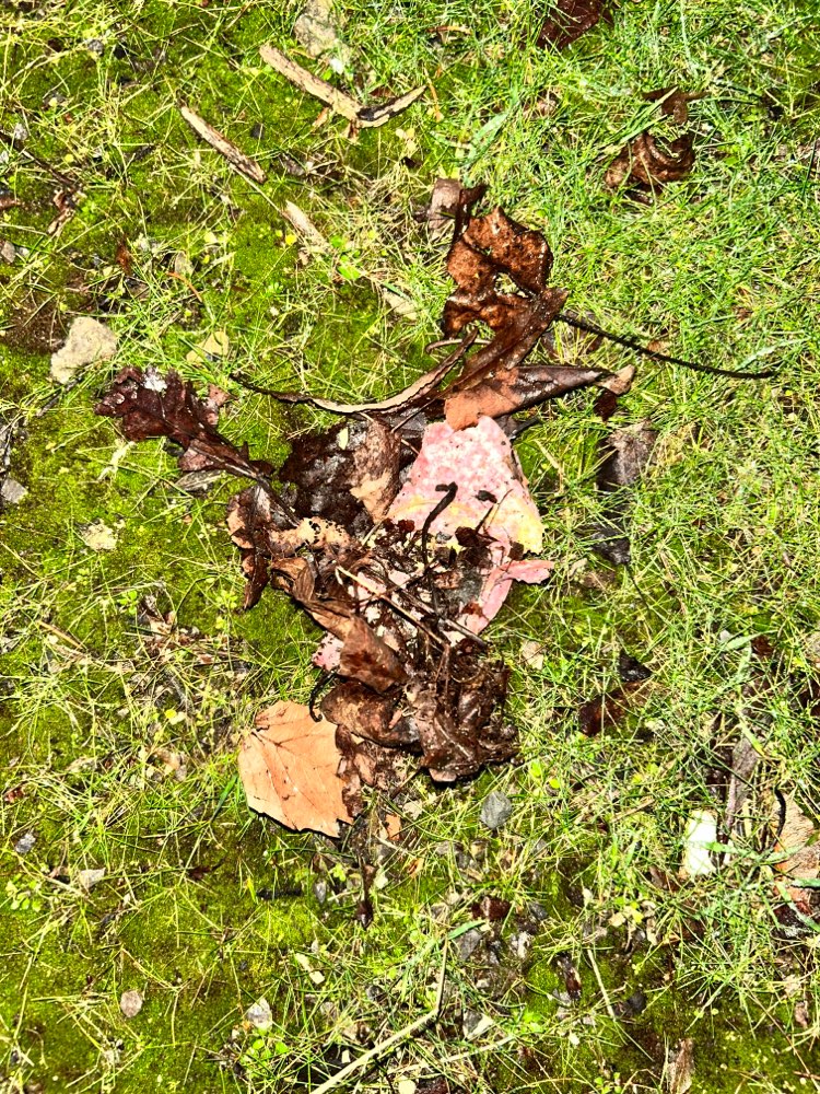 Giftköder-Giftköder/Salami am Wegesrand-Profilbild