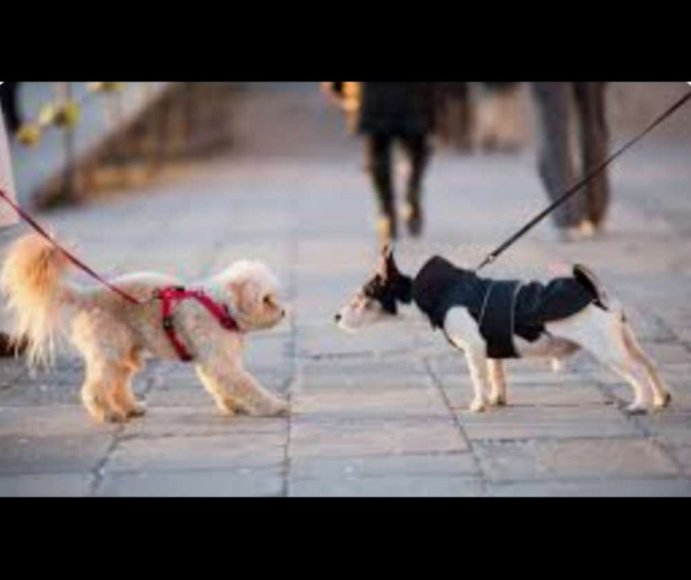 Hundebegegnungen an der Leine Banner