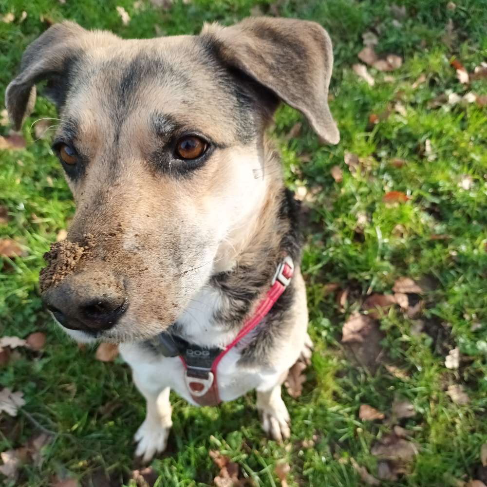 Hundetreffen-Hundefreunde und ggf Betreuung im Tausch-Profilbild