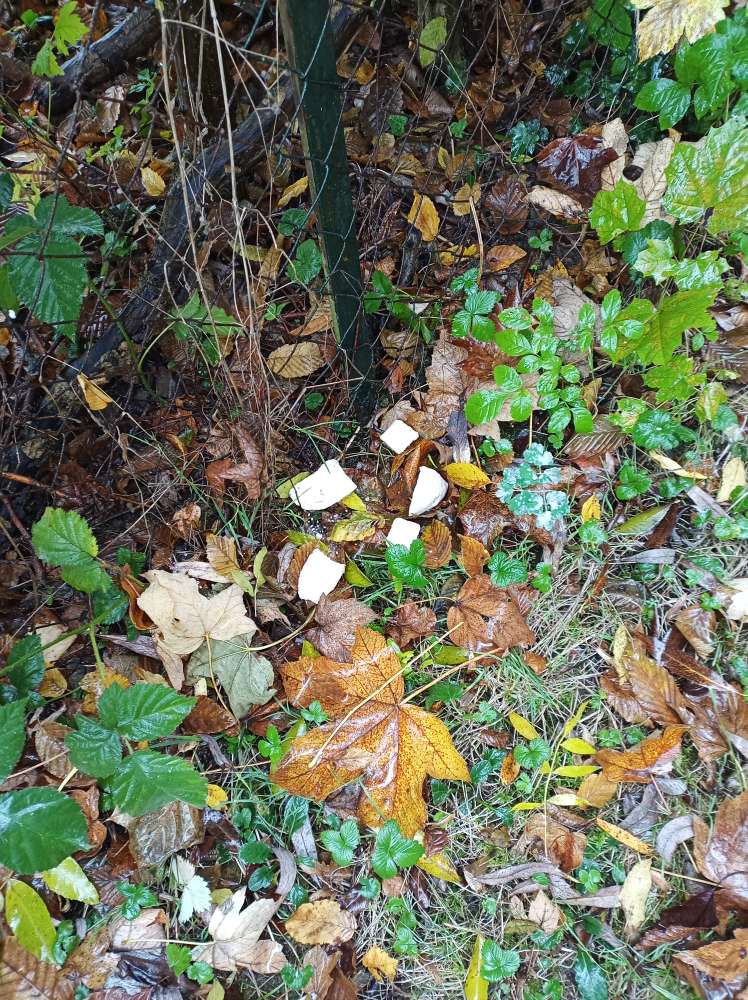 Giftköder-Sehr viele Brötchen, akurat geschnitten-Profilbild