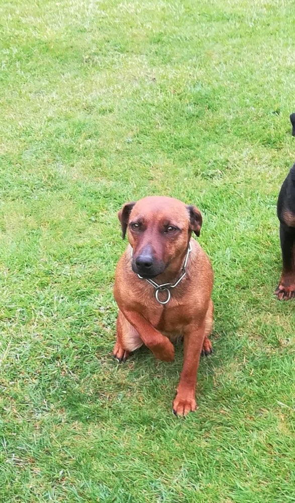 Suchmeldung-Dessa-Profilbild