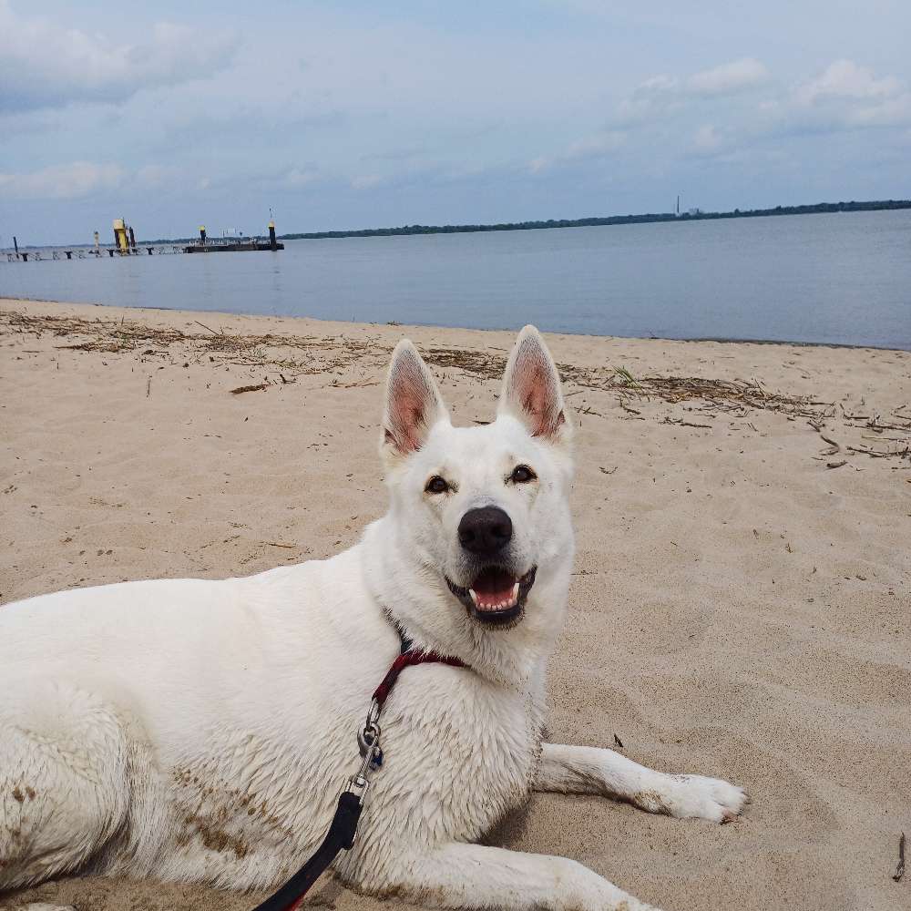 Hundetreffen-Gassi gehen und Freispiel-Profilbild