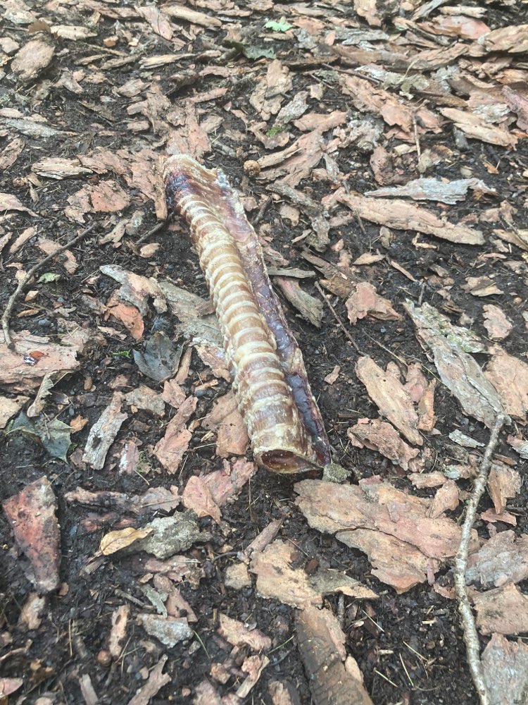 Giftköder-Fleisch-Knochen-Teil, ca. 30 cm lang-Profilbild