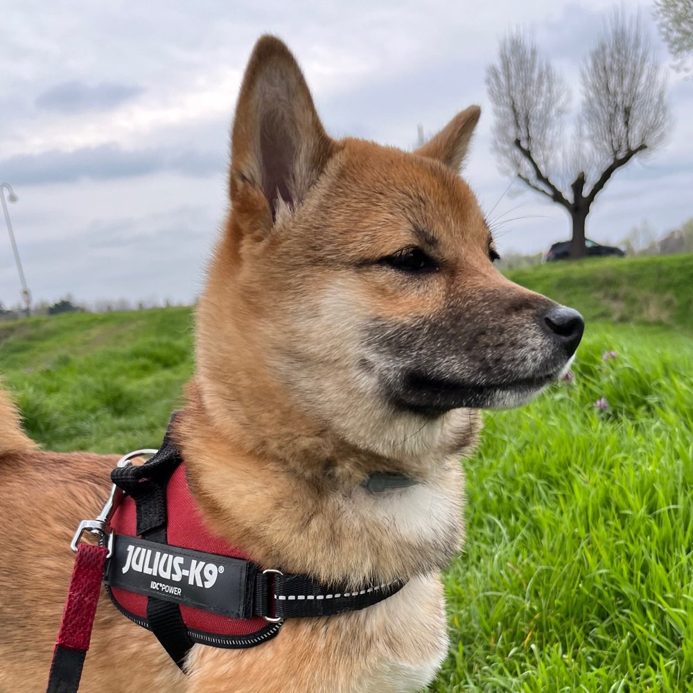 Hundetreffen-Spielrunde mit Auslauf evtl am Küchenhorn-Profilbild