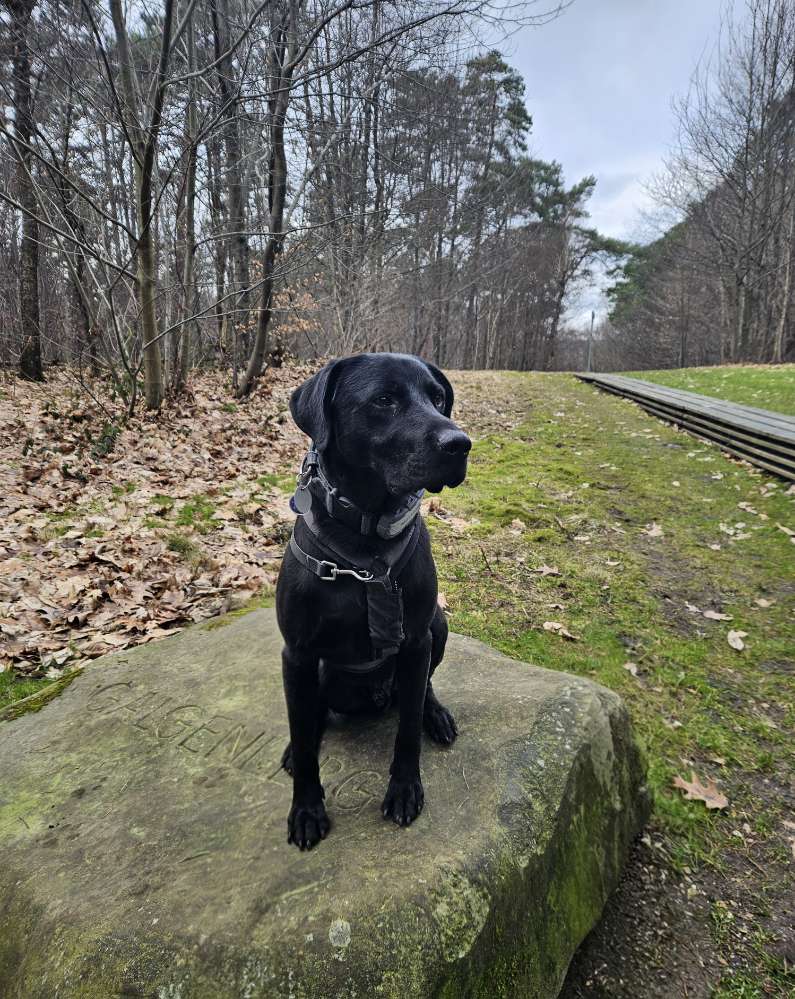 Hundetreffen-Gassipartner gesucht-Profilbild