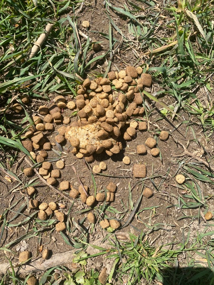 Giftköder-Trockenfutter-Haufen-Profilbild