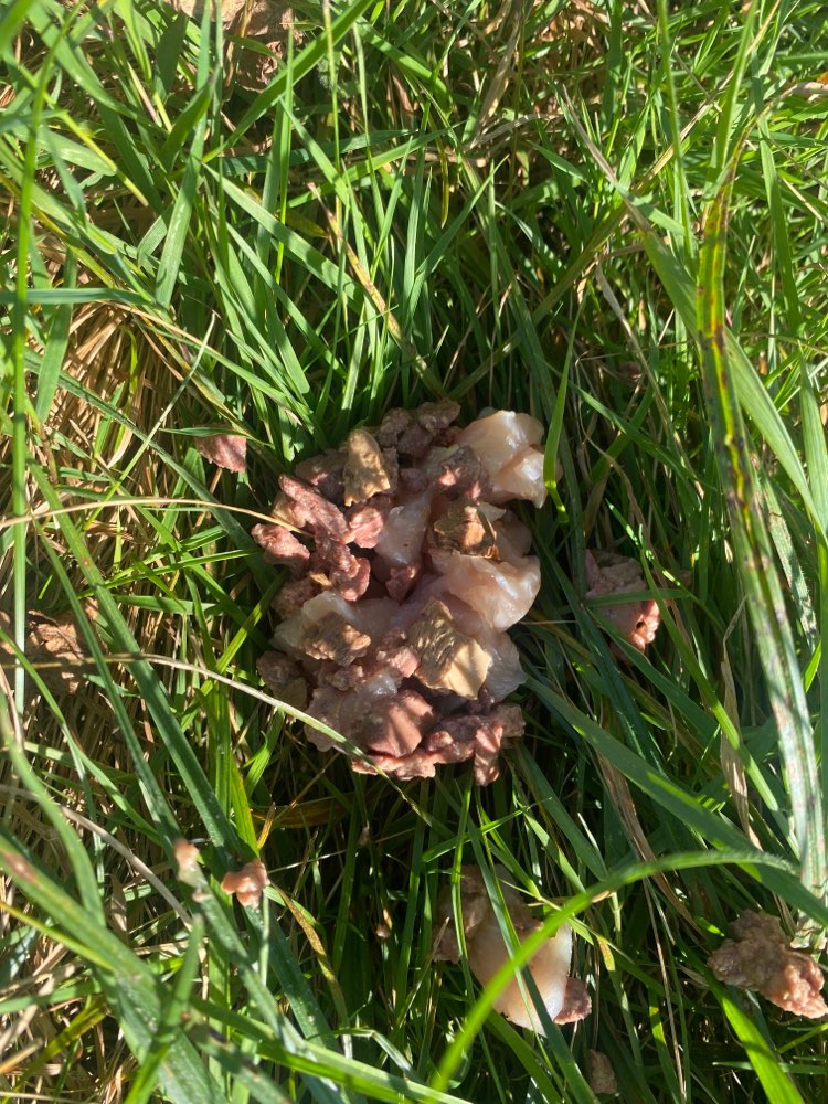 Giftköder-Rohes Fleisch / Trockenfutter/ Speck-Profilbild