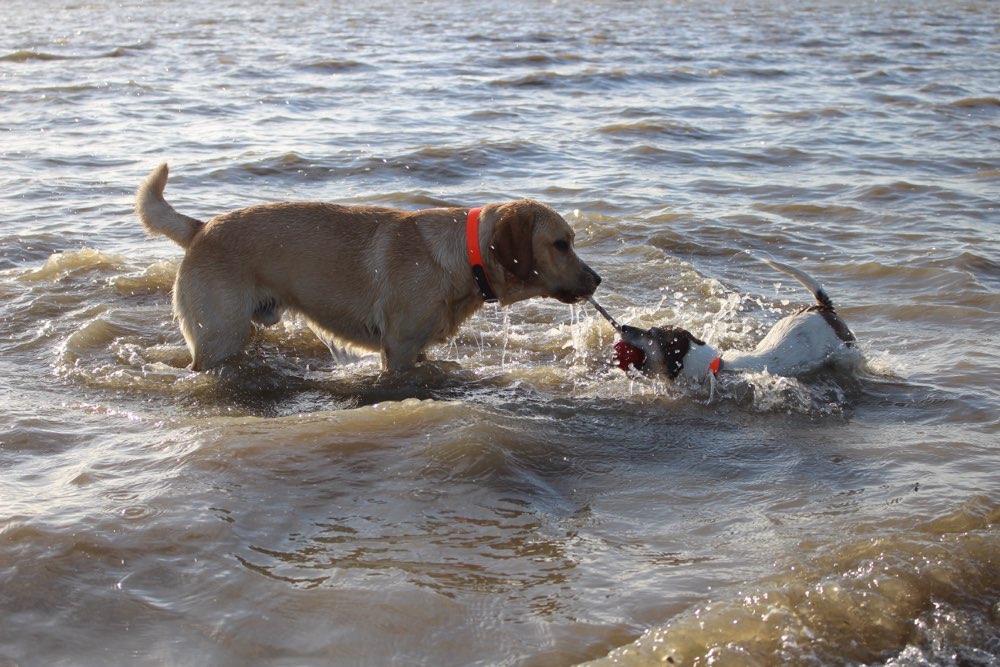 Hundetreffen-Trainings,- und Spielpartner gesucht 🐕-Profilbild