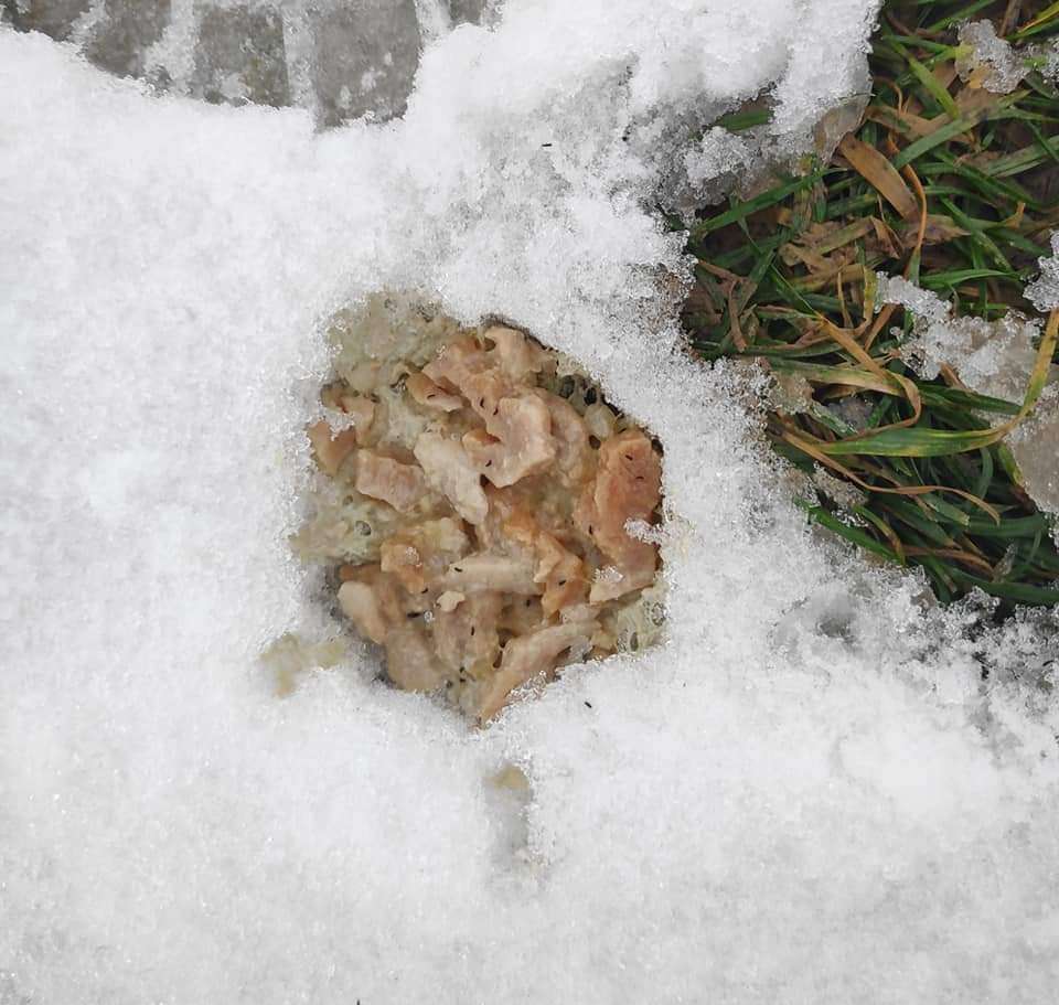 Giftköder-Giftköder-Profilbild