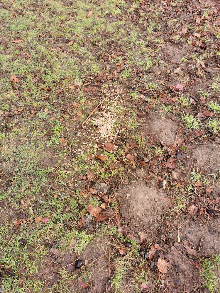 Giftköder-möglicher Giftköder!!-Profilbild