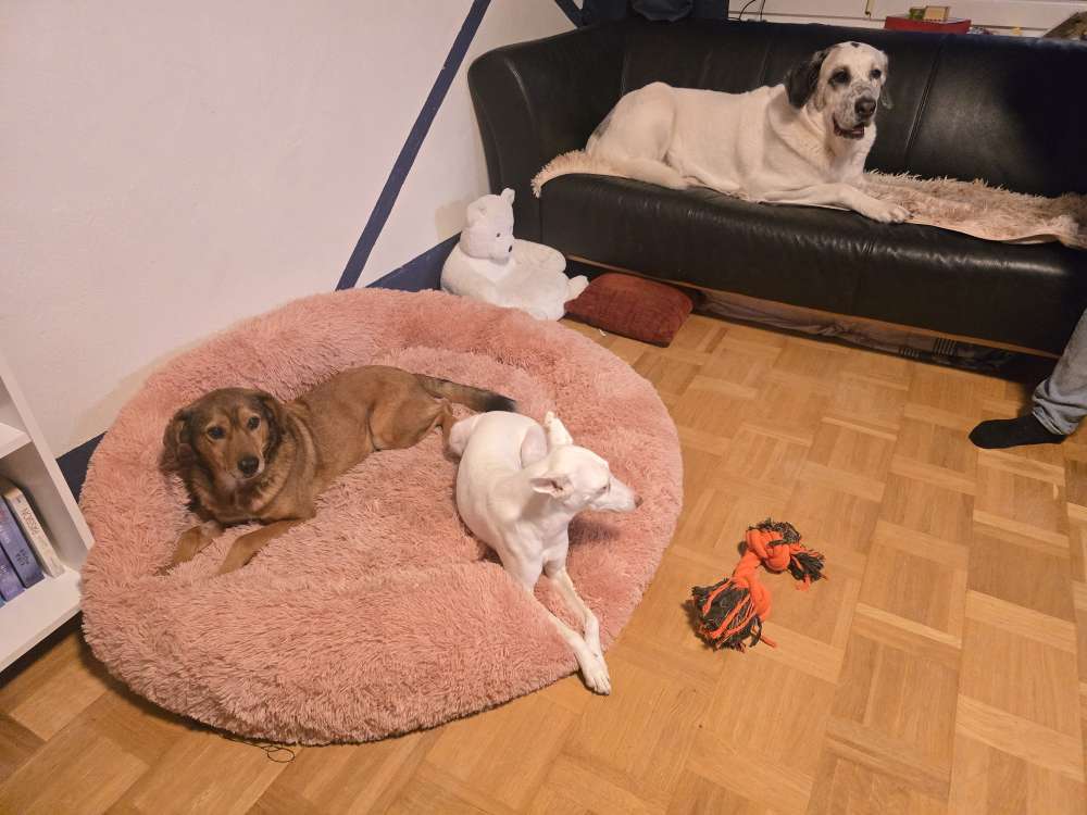 Hundetreffen-Sozial Walk-Profilbild