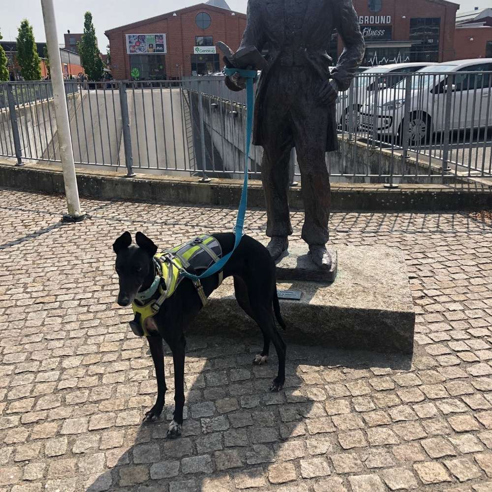 Hundetreffen-Windhundkumpel gesucht-Profilbild