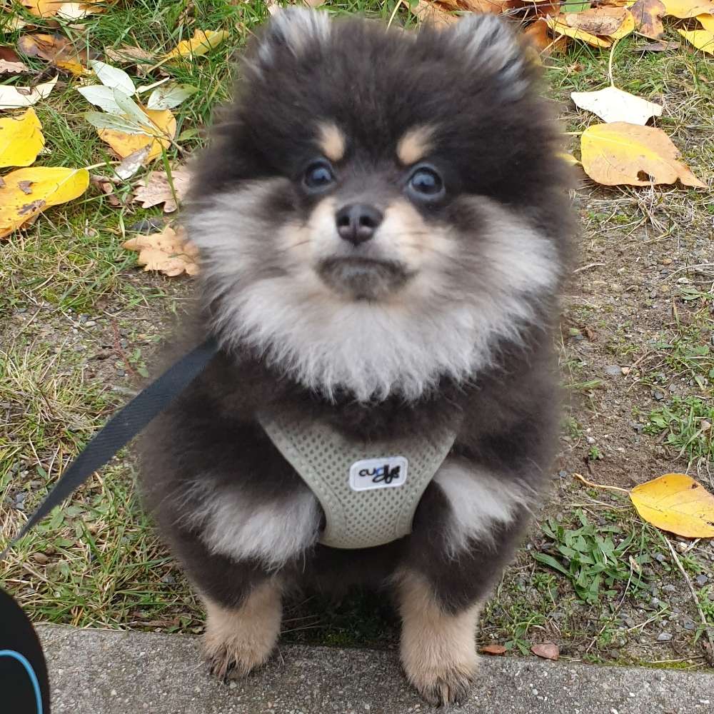 Hundetreffen-Spielrunden in Alt-Hohenschönhausen ü-Profilbild