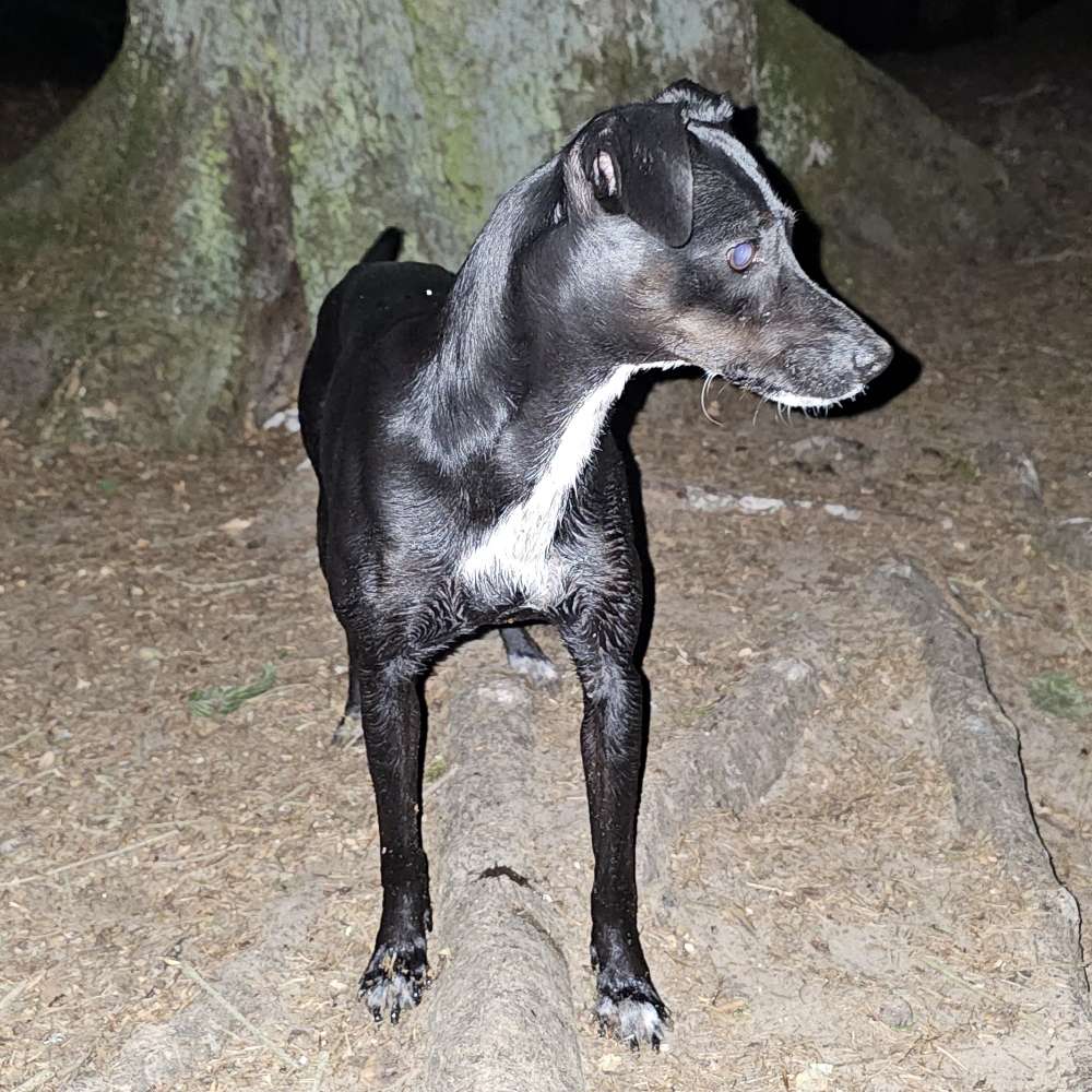 Hundetreffen-Wandern mit 🐕-Profilbild