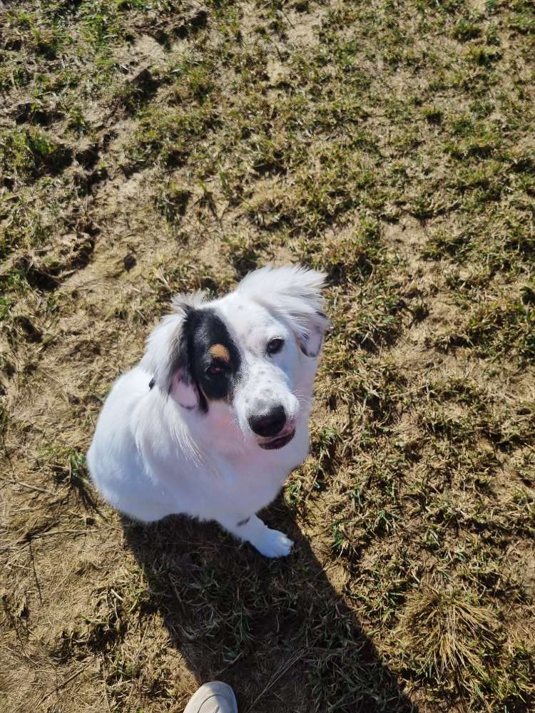 Hundetreffen-Gemeinsame Gassi runden runden um Haundorf oder Gunzenhausen.-Profilbild