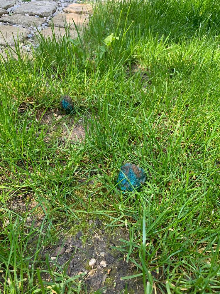 Giftköder-Giftköder in Pfersee-Profilbild