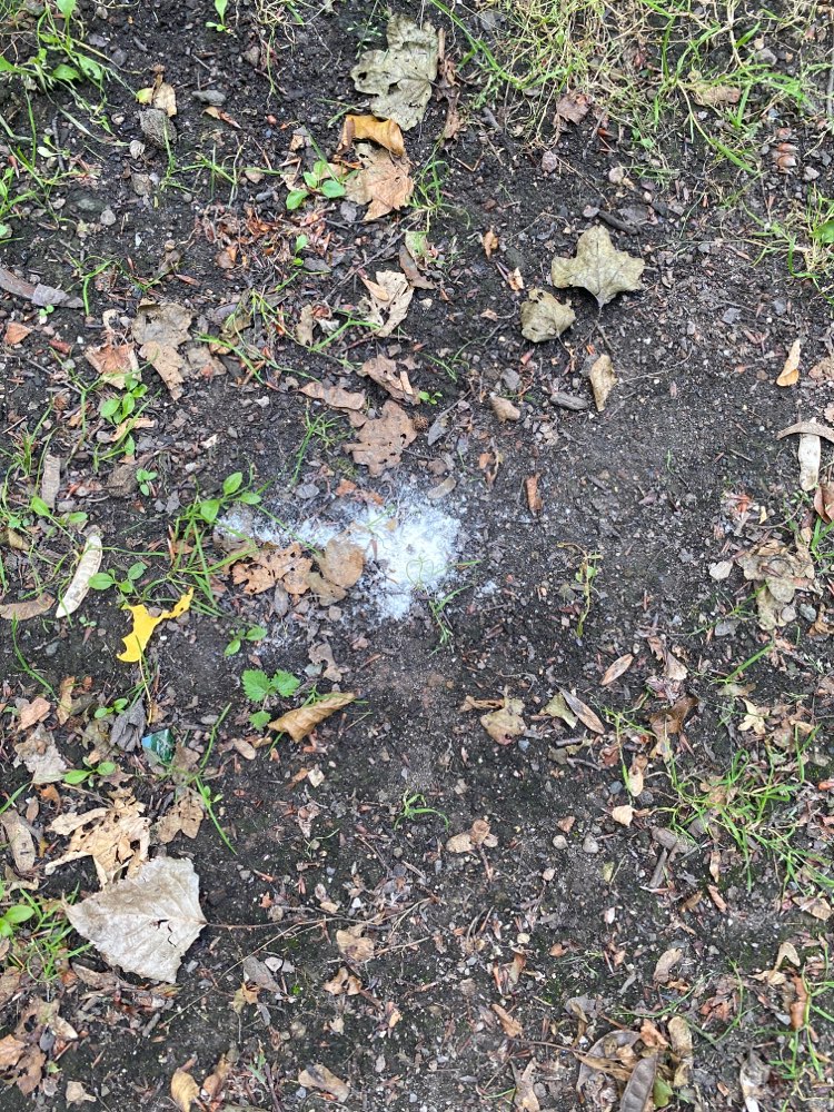 Giftköder-Weisses Pulver-Profilbild