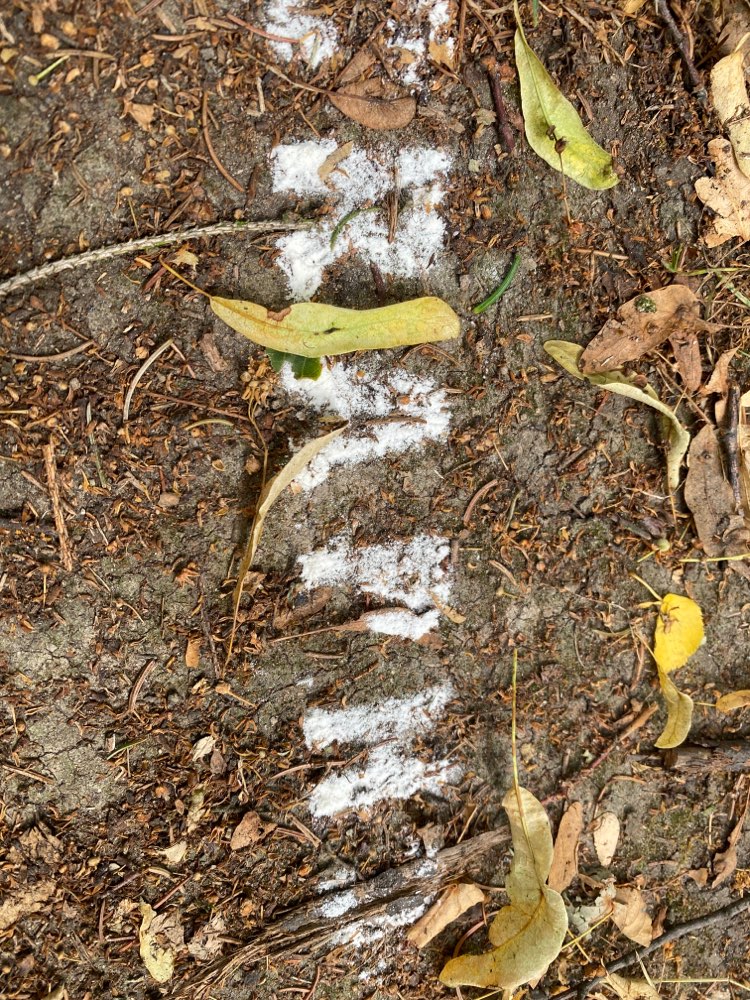 Giftköder-Weisses Pulver (entfernt)-Profilbild