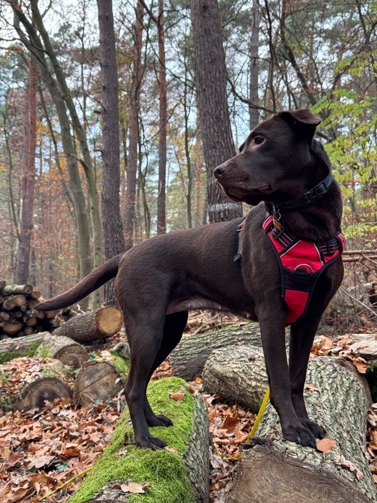 Hundetreffen-Social Walk Spandau-Profilbild