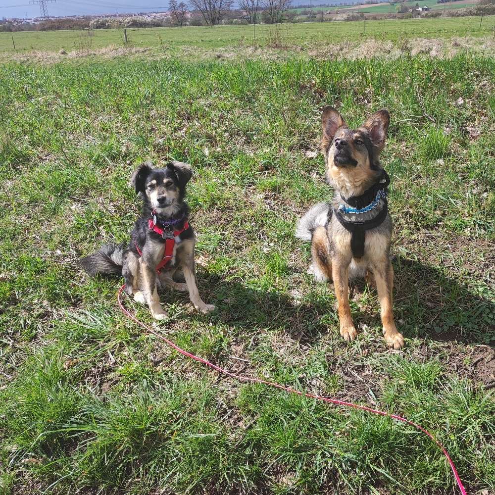 Hundetreffen-Socialwalk/ gemeinsamer Trainingsspaziergang in Karben-Profilbild