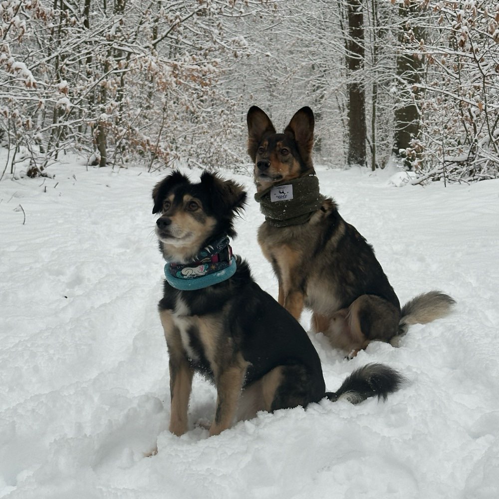 Hundetreffen-Gassigruppe gesucht-Profilbild