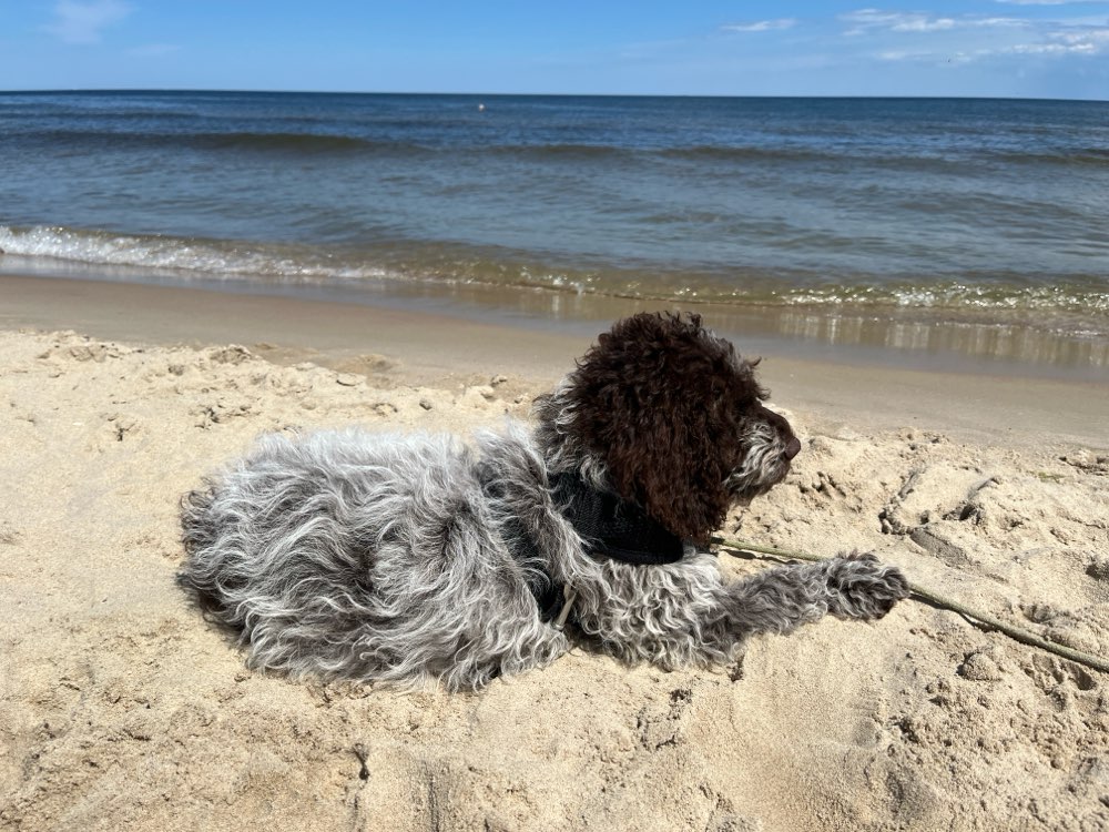 Hundetreffen-Welpentreffen - Junghundetrffen-Profilbild