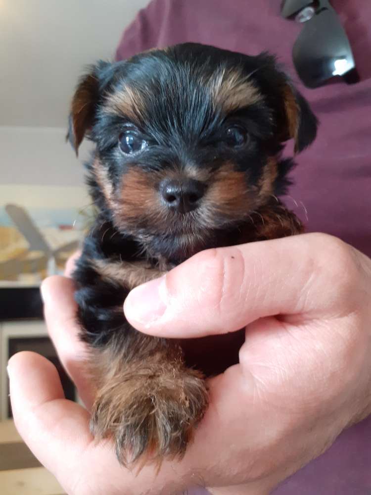 Hundetreffen-Suche kleine und große Freunde-Profilbild