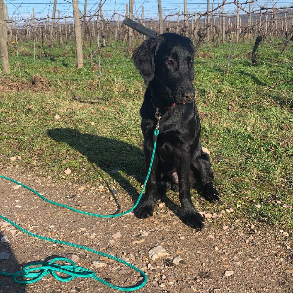 Hundetreffen-Spielen & Gassigehen-Profilbild