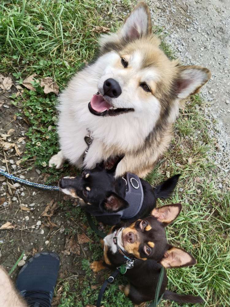 Hundetreffen-Spielgefährten oder einfach nur spazieren gehen-Profilbild