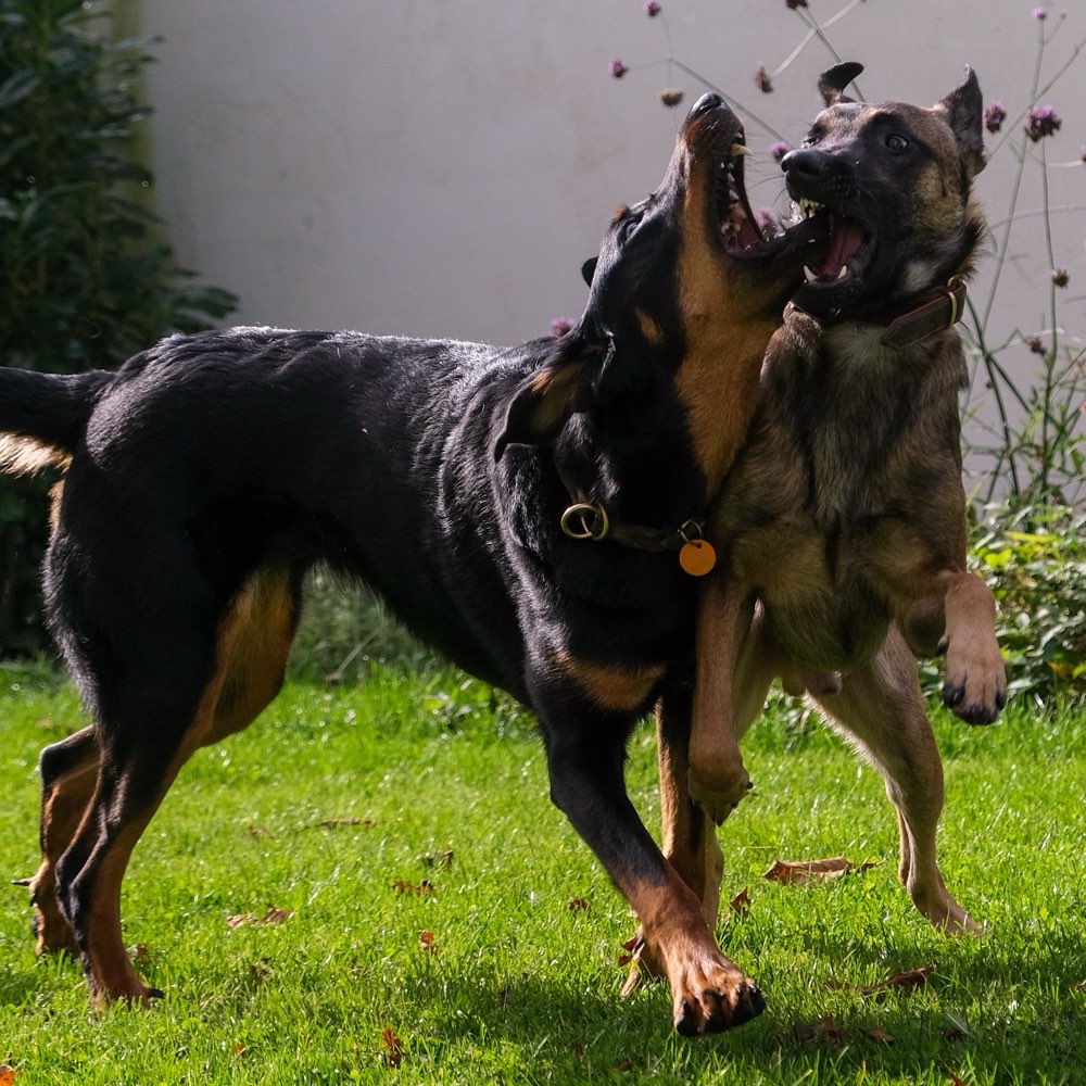 Hundetreffen-Spazieren gehen an der Leine-Profilbild